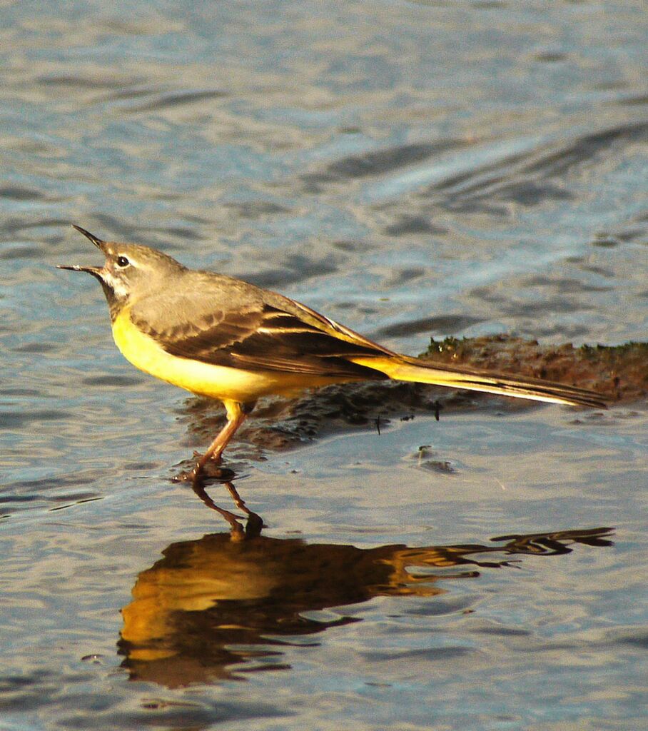 Grey Wagtail male adult breeding, identification