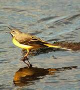 Grey Wagtail