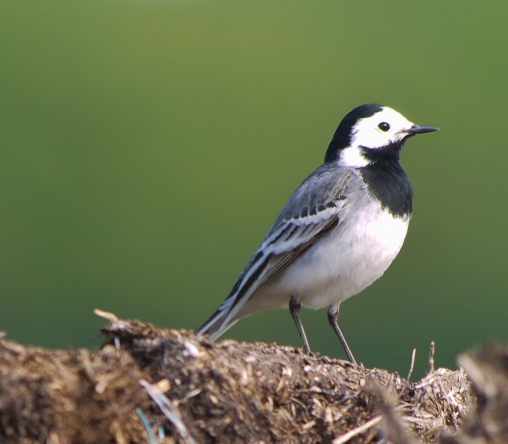 White Wagtailadult breeding, identification