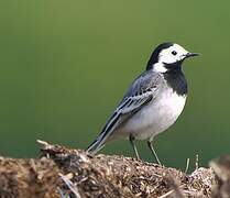 White Wagtail