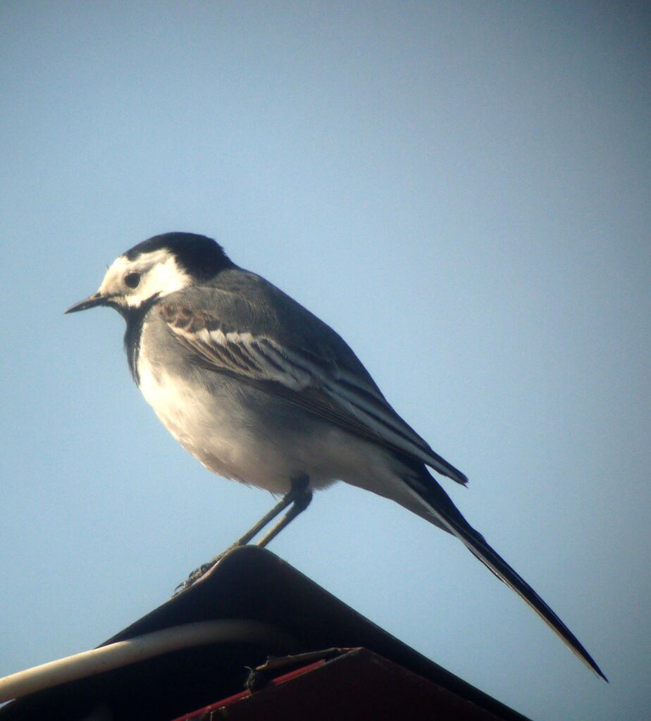 White Wagtail male adult breeding, identification