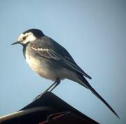 White Wagtail