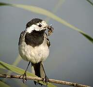 White Wagtail