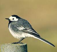 White Wagtail