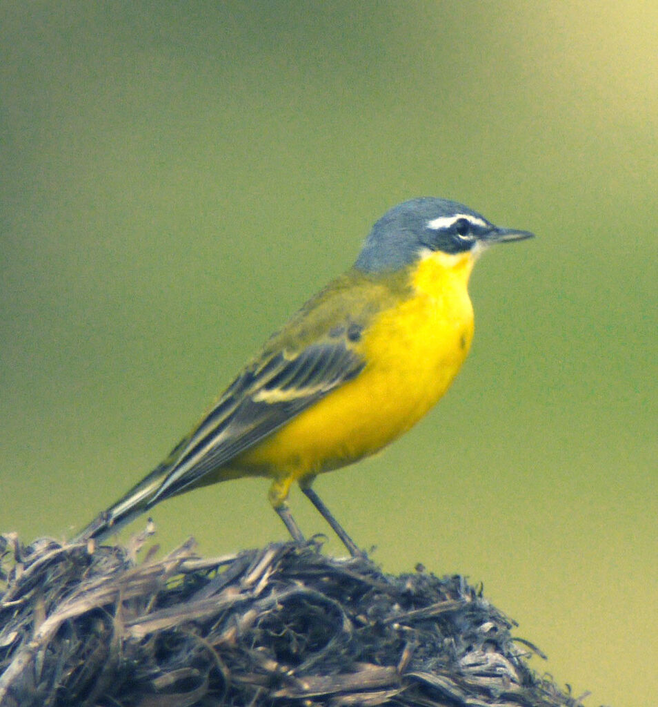 Western Yellow Wagtail male adult breeding, identification