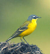 Western Yellow Wagtail