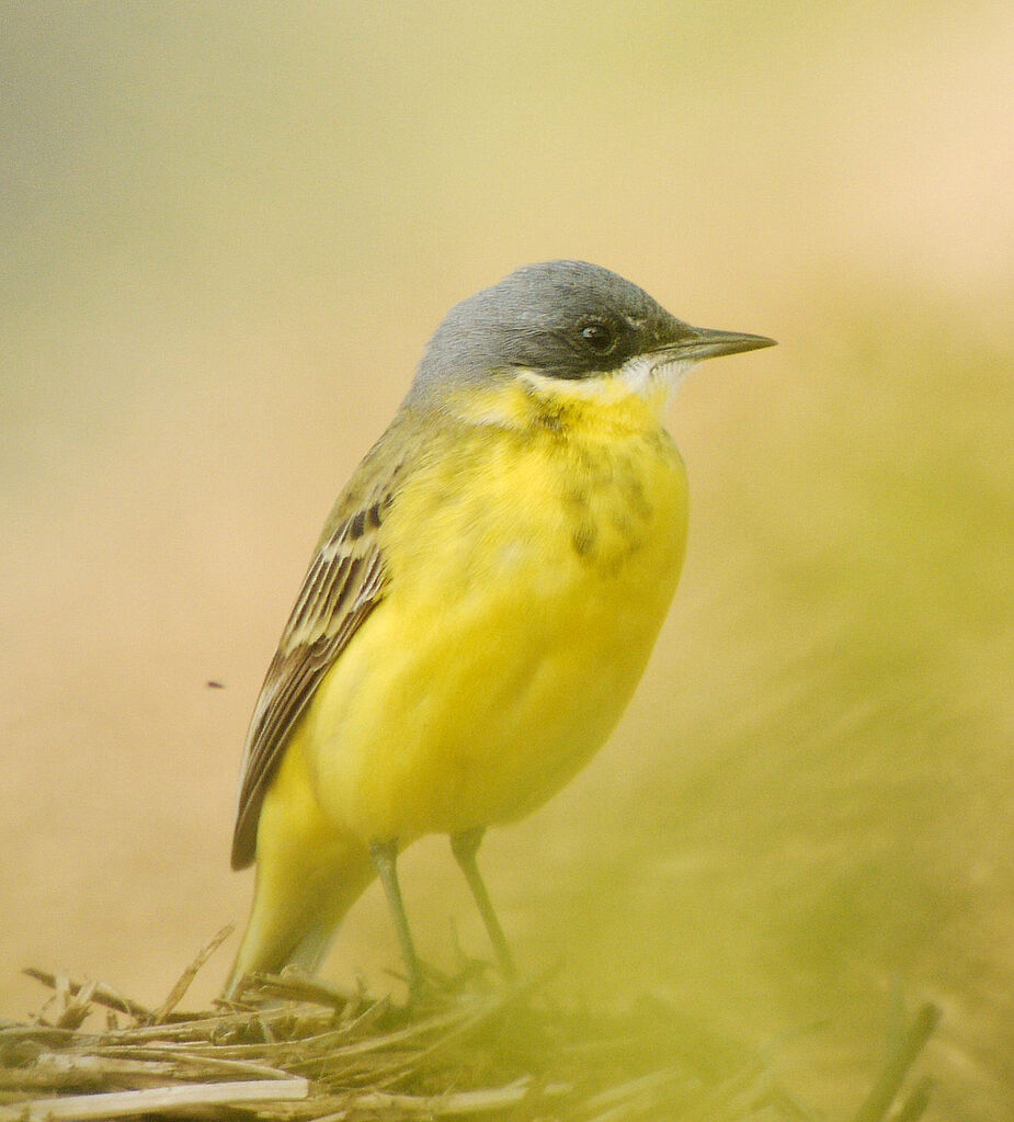 Western Yellow Wagtail male adult breeding, identification