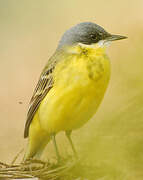 Western Yellow Wagtail