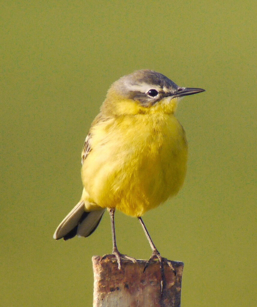 Western Yellow Wagtail male adult breeding, identification