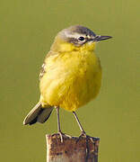 Western Yellow Wagtail