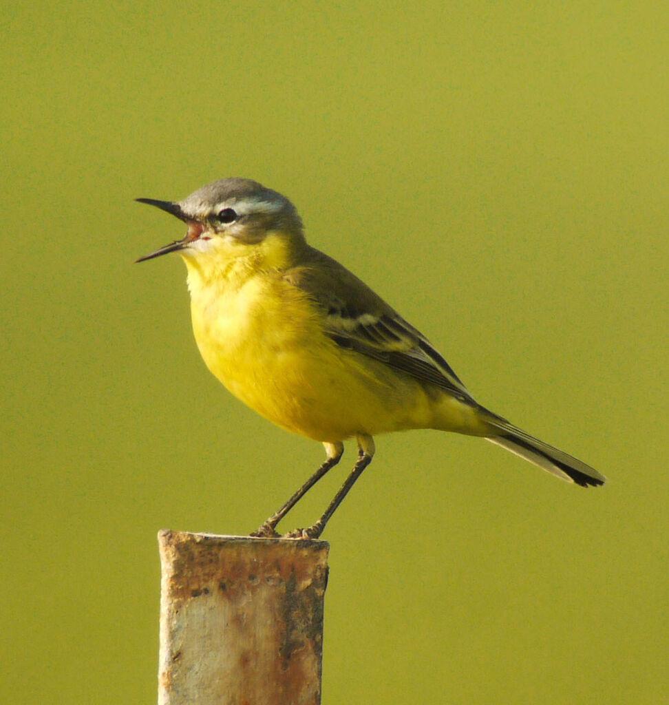 Western Yellow Wagtail male adult breeding, identification