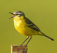 Western Yellow Wagtail