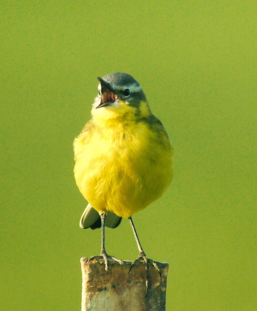 Western Yellow Wagtail male adult breeding, identification