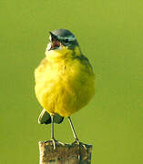 Western Yellow Wagtail