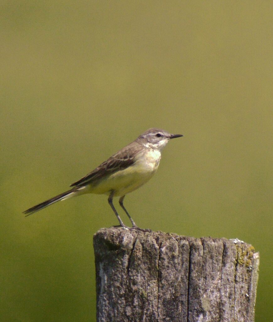 Western Yellow Wagtail female adult post breeding, identification