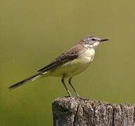 Western Yellow Wagtail