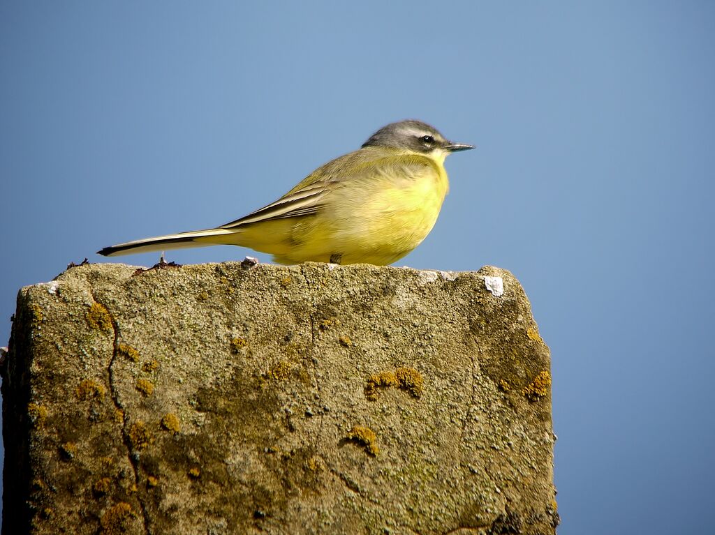 Western Yellow Wagtail male adult, identification