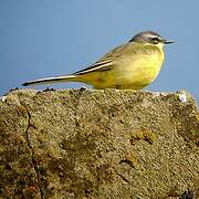 Western Yellow Wagtail