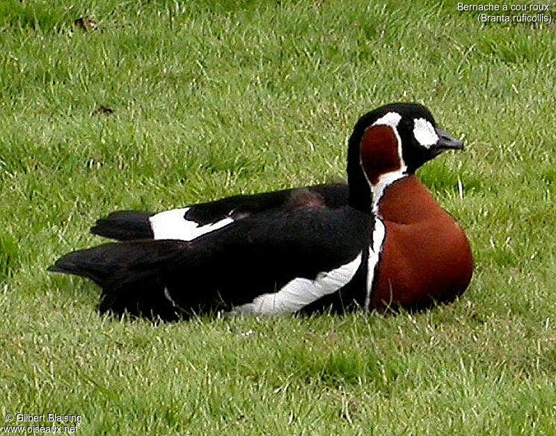 Red-breasted Goose