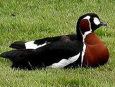 Red-breasted Goose