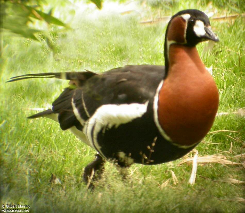 Red-breasted Goose