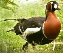 Red-breasted Goose