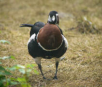 Red-breasted Goose