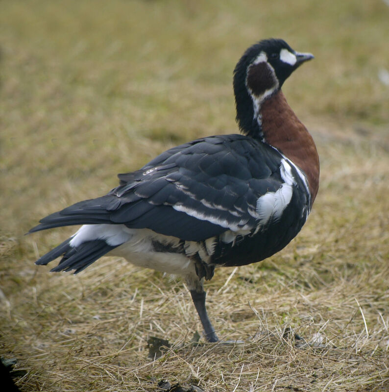 Red-breasted Gooseadult, identification