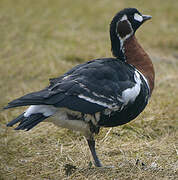 Red-breasted Goose