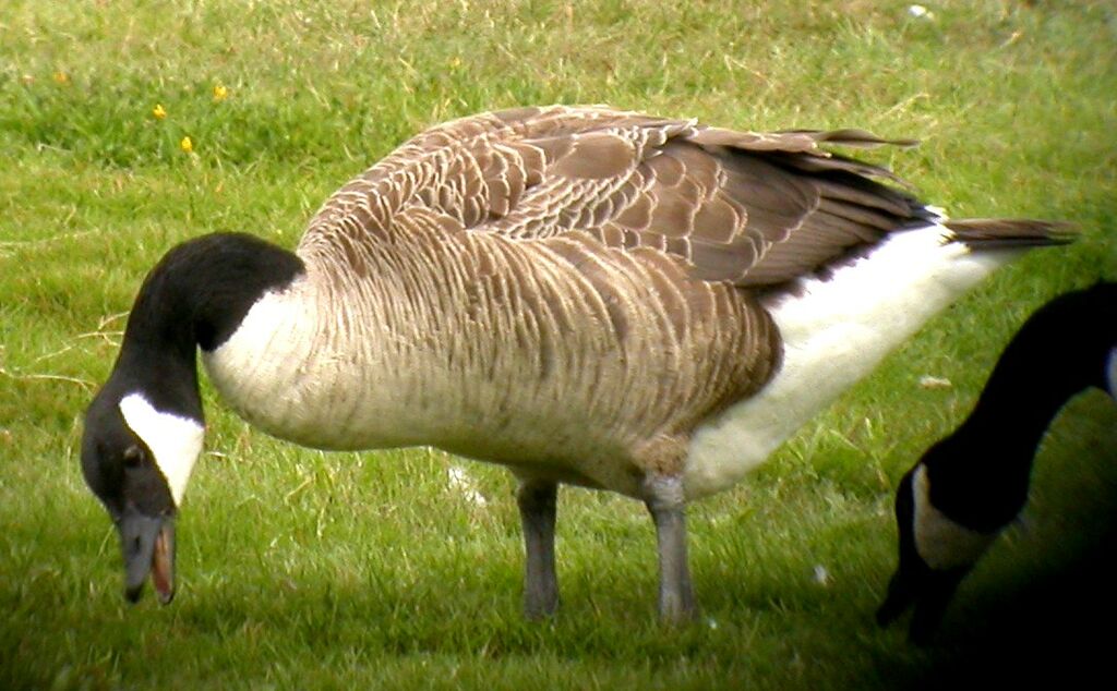 Canada Goose