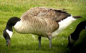 Canada Goose