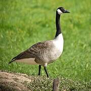 Canada Goose