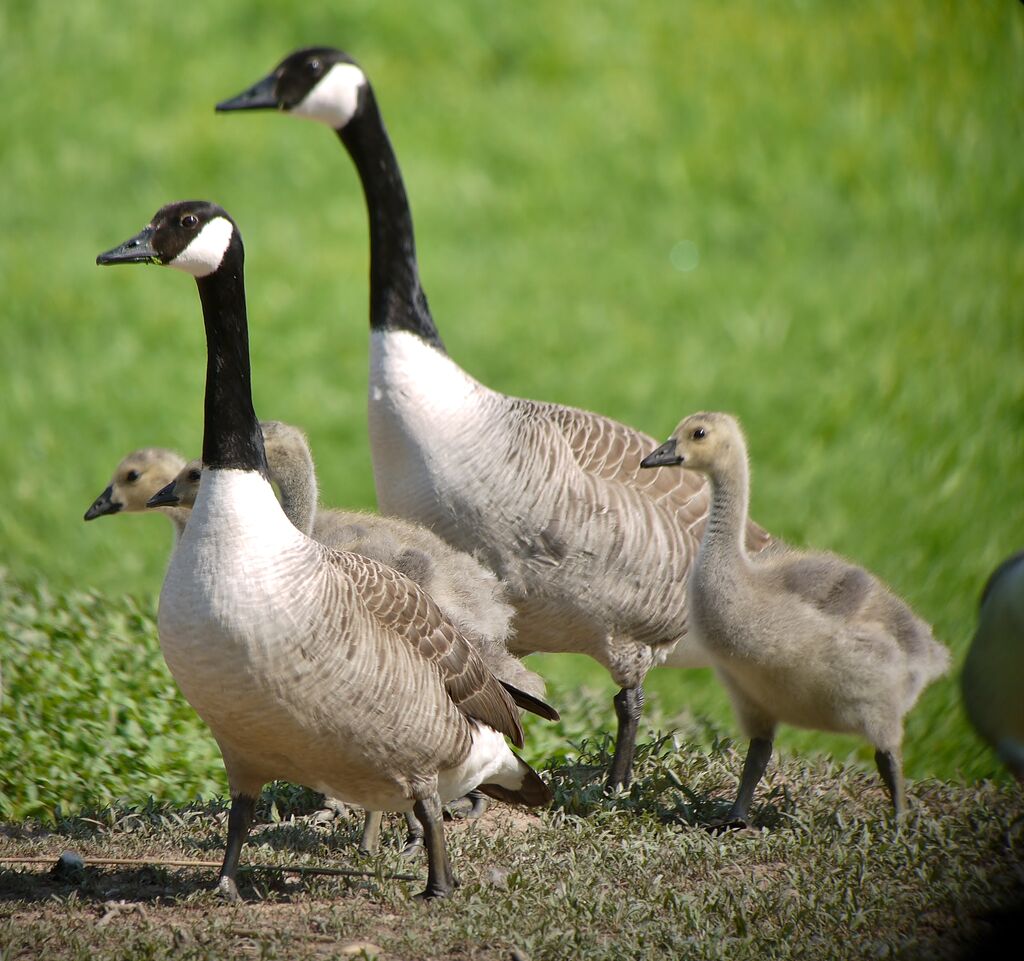 Canada Goose, close-up portrait