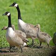 Canada Goose