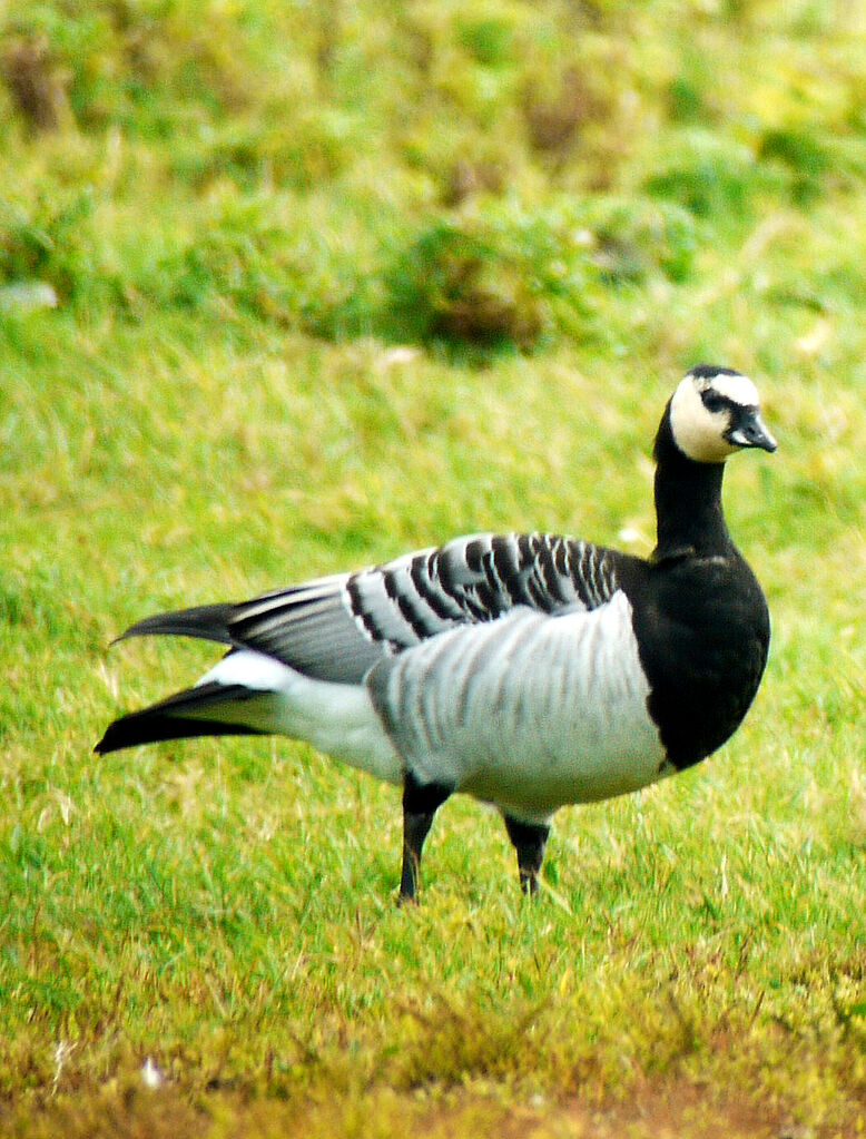 Barnacle Goose, identification