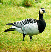 Barnacle Goose