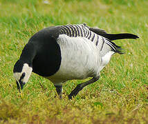 Barnacle Goose