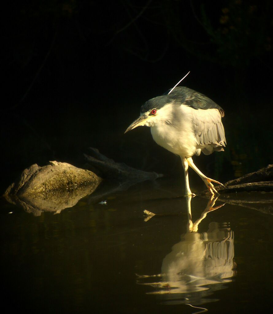 Black-crowned Night Heron, identification