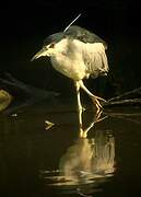 Black-crowned Night Heron