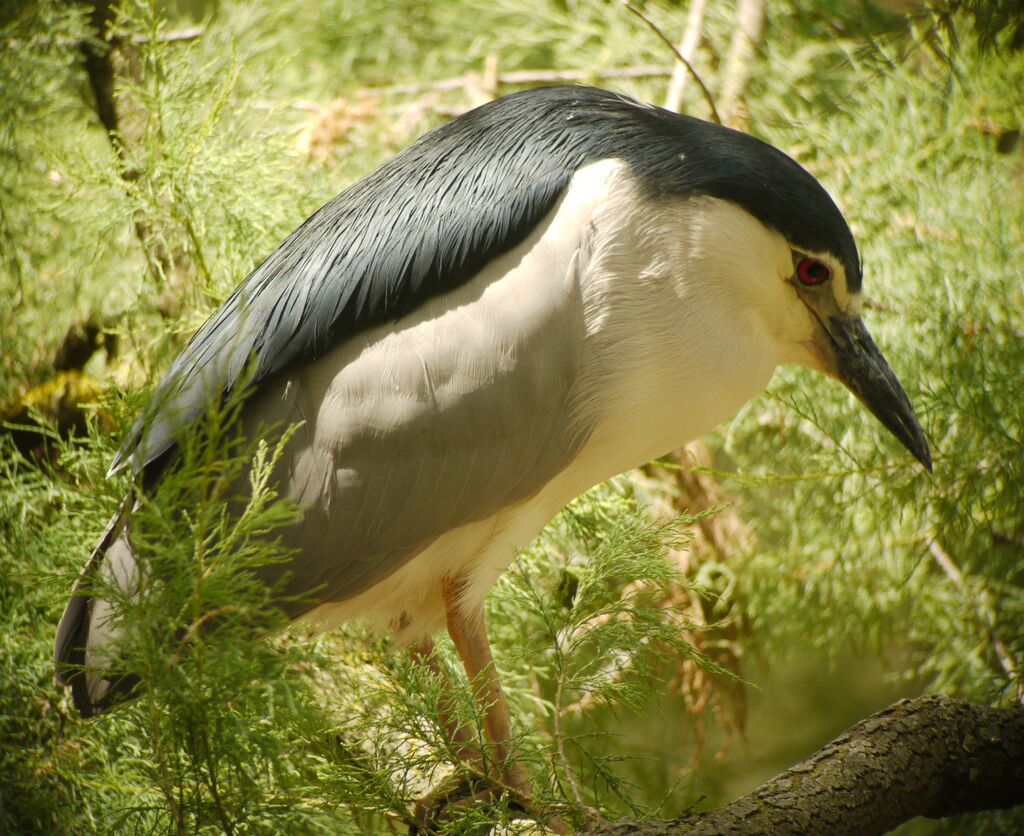 Black-crowned Night Heron male adult breeding, identification