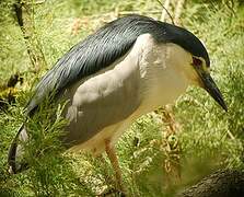 Black-crowned Night Heron