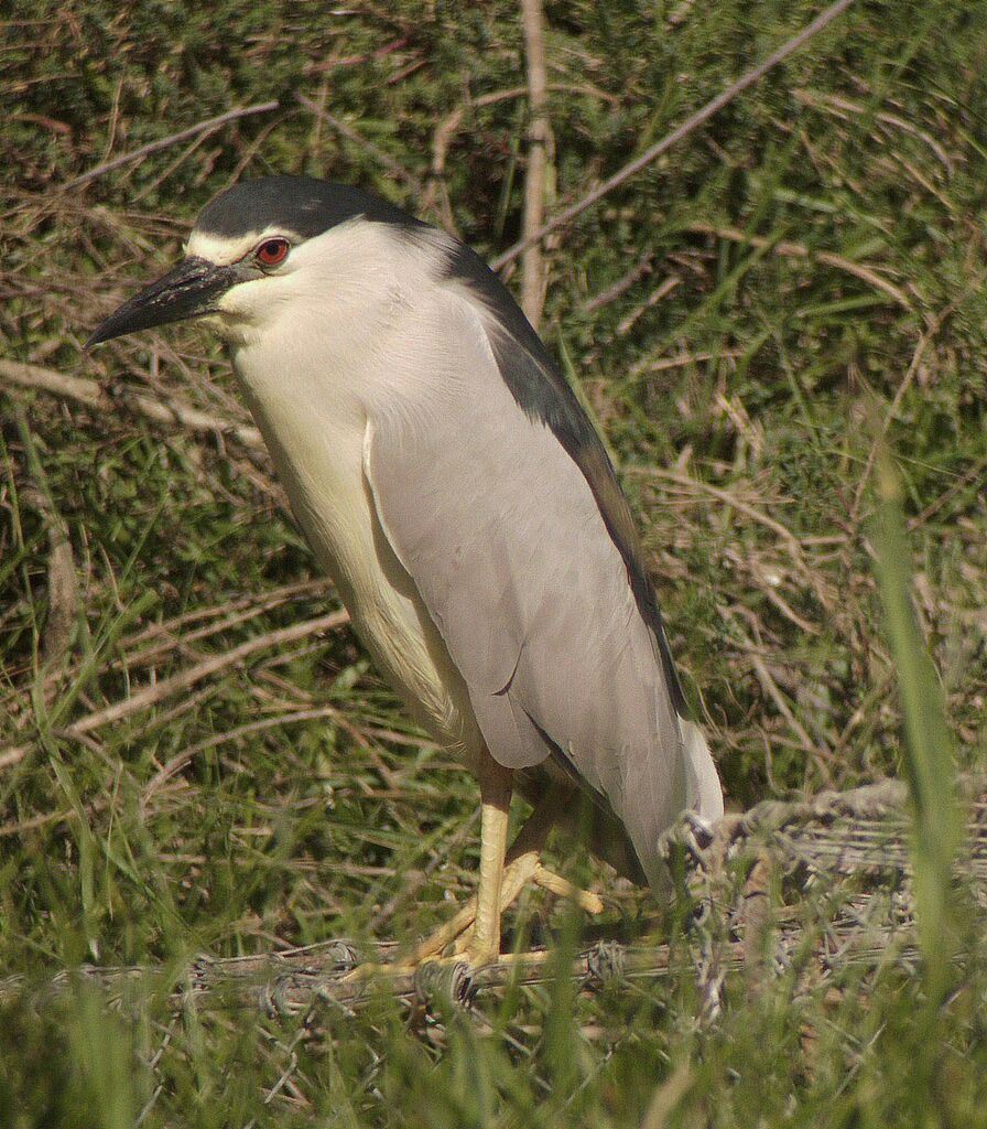 Black-crowned Night Heronadult breeding, identification