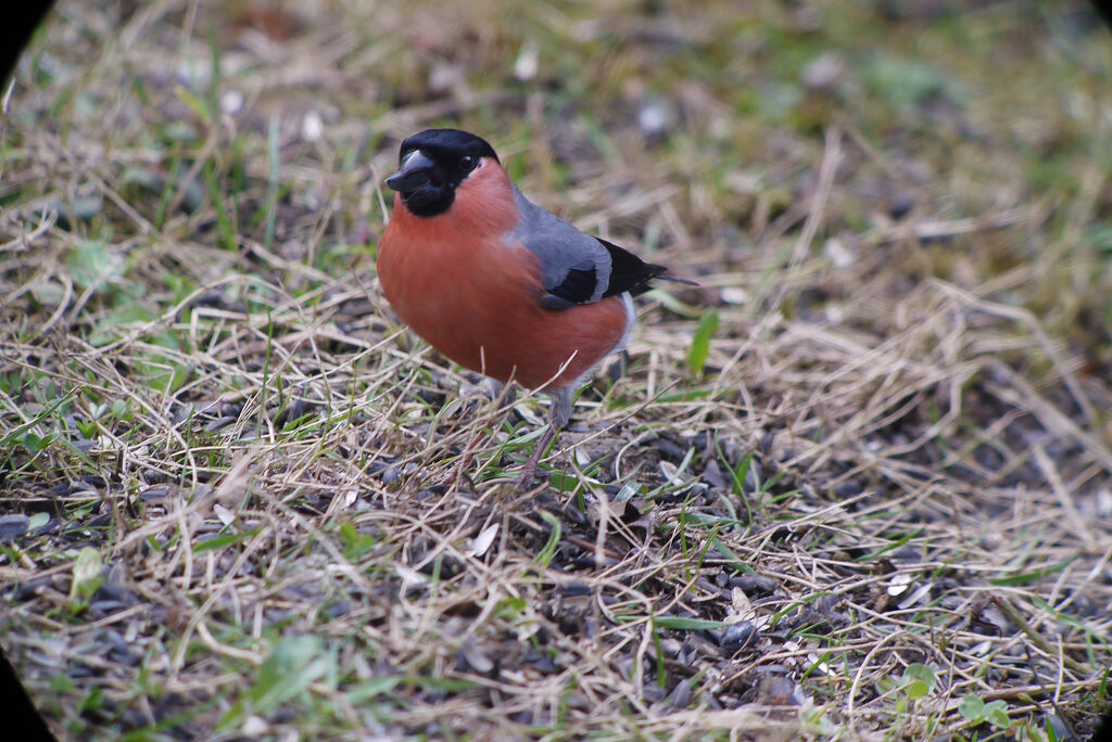 Eurasian Bullfinch male adult breeding, identification