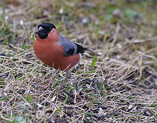 Eurasian Bullfinch