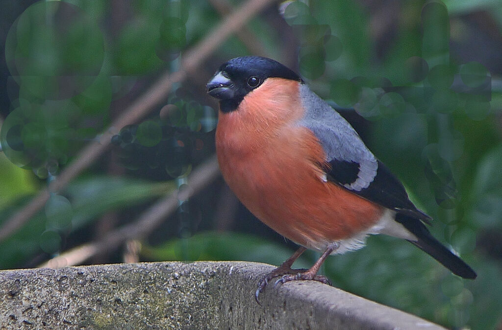 Eurasian Bullfinch male adult breeding, identification