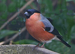 Eurasian Bullfinch