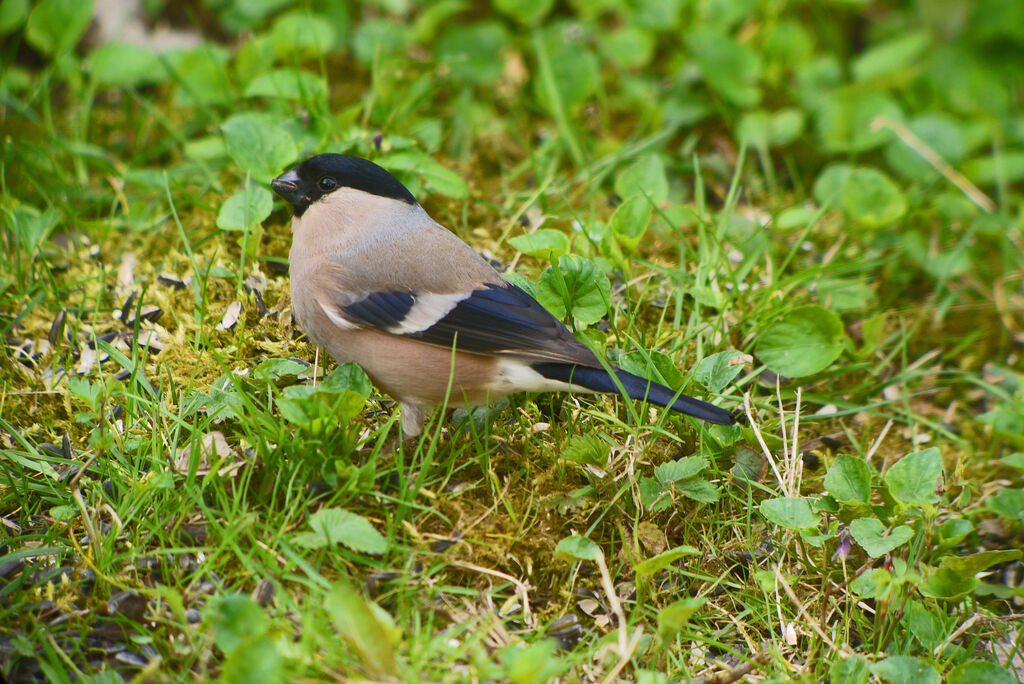 Eurasian Bullfinch female adult breeding, identification