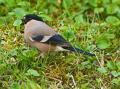 Eurasian Bullfinch