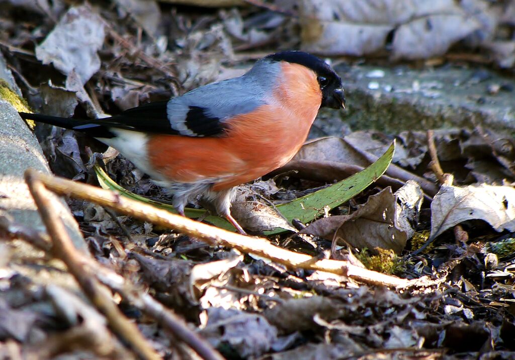 Eurasian Bullfinch male adult post breeding