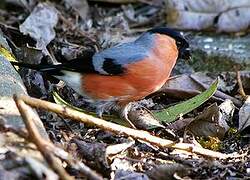 Eurasian Bullfinch